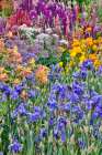 USA, Oregon. Garden in full bloom with bearded iris and Russell lupine. Art Print